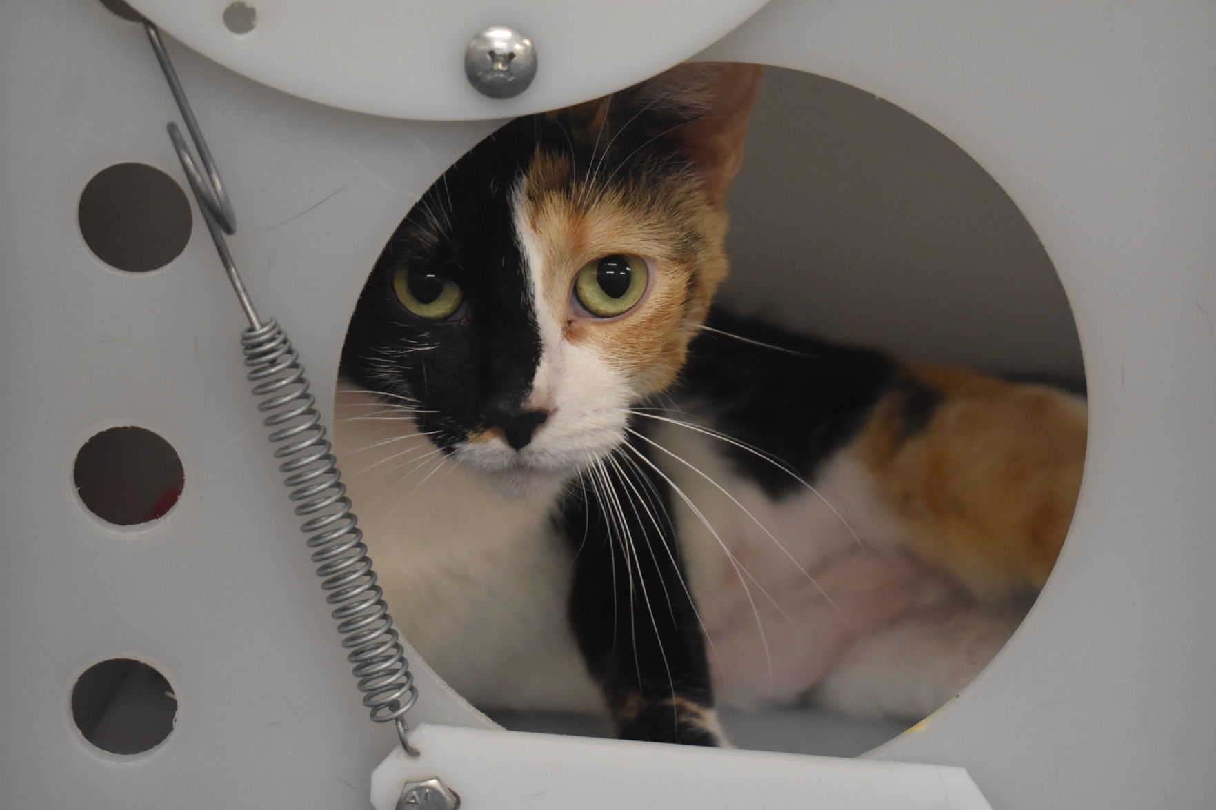 New Humane Society shelter